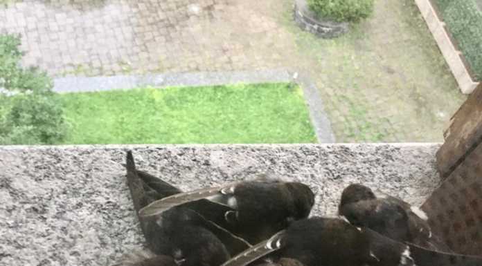 Lecco. Mamma rondine porta al riparo dal temporale i suoi cuccioli | IL VIDEO