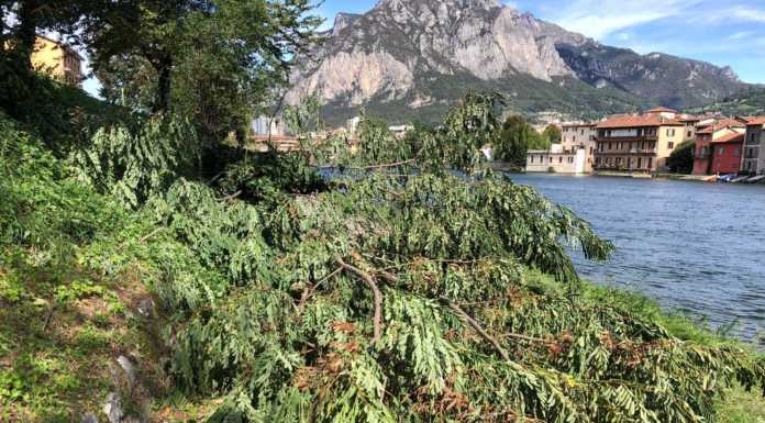 Vento forte, pianta sradicata a confine fra Pescate e Galbiate