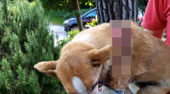 Investe il cane con l’auto e aggredisce gli agenti intervenuti: denunciato