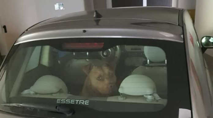 Valsassina, teneva il cane chiuso in auto in garage, denunciato