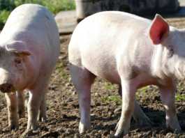 Contributi per le aziende suinicole: al via il bando regionale suini maiali