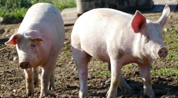 Contributi per le aziende suinicole: al via il bando regionale suini maiali