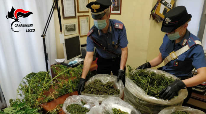 Marijuana, sequestrate due piantagioni a Lierna e a Cernusco