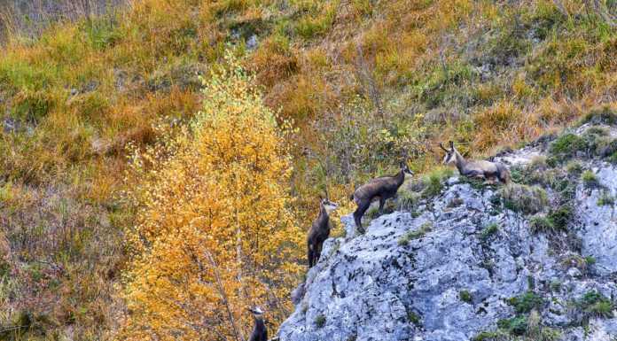 I camosci sull’Alpe di Lierna nelle foto di Alberto Locatelli