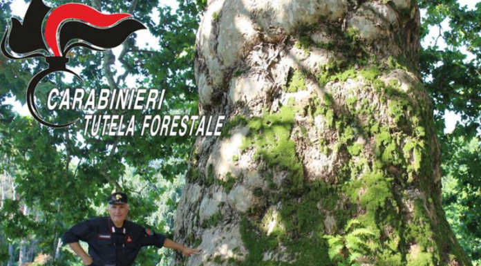 Carabinieri Forestali. Alberi monumentali, un patrimonio da difendere