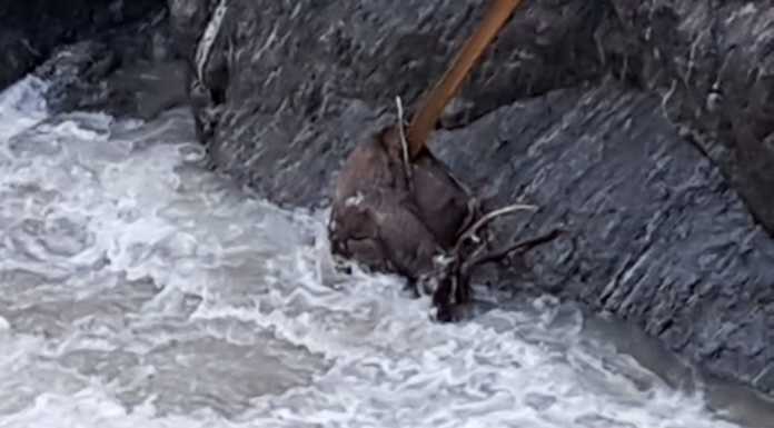 Dervio, una carcassa di cervo adulto trasportata a valle dal Varrone