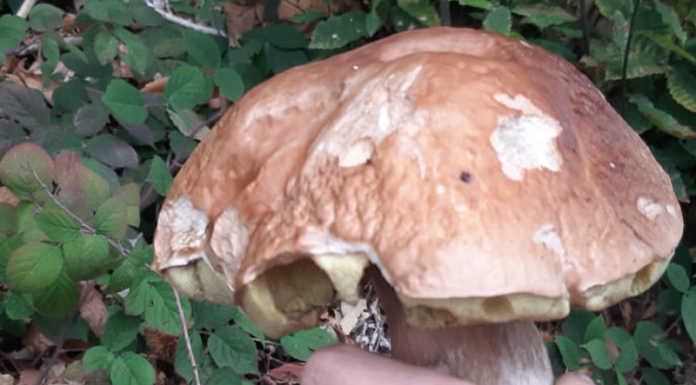 Colle Brianza, trova nei boschi un maxi fungo da 600 grammi