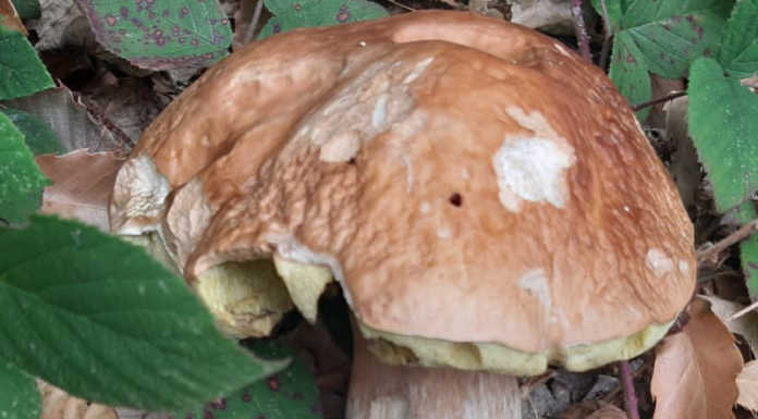 Cercatrice di funghi muore a Mezzoldo