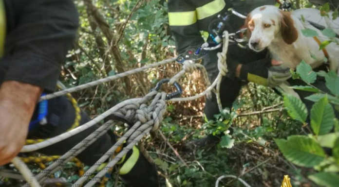 Monte Marenzo, cane precipita in un dirupo, salvato dai VVF