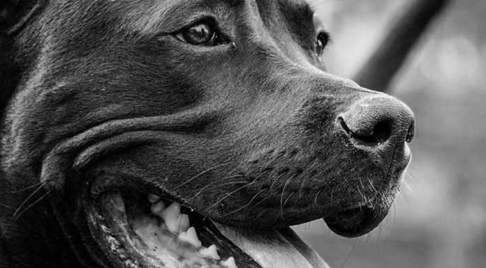 Ballabio, pitbull azzanna una ragazza: dovrà andare dal comportamentalista