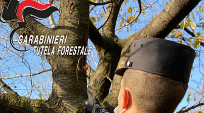 Mandello, trappole per catturare uccellini: la Forestale scova il bracconiere