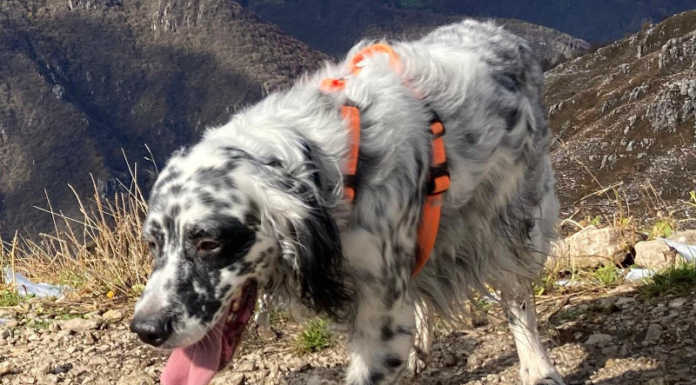 Si cerca il cane Pino, smarrito in vetta al Due Mani. L’appello del proprietario