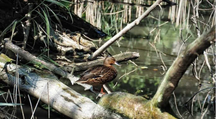Riserva di Sartirana, il comitato civico ambiente: “Approfittiamo del bando Life Gestire 2020”