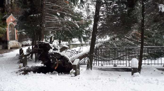 Alberi caduti al cimitero di Laorca: la lettera del Consiglio Affari Economici della Parrocchia cimitero di laorca