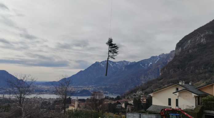 Alberi in volo sopra la città, un’operazione di taglio “acrobatico” | IL VIDEO