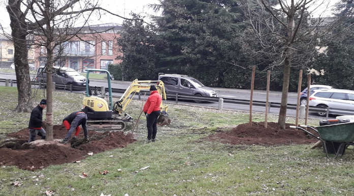 Cernusco, impiantati due nuovi alberi nell’area verde vicino al Comune