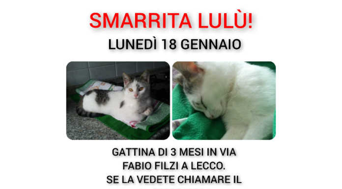 Lecco. Smarrita la gattina Lulù, l’appello dei padroni per ritrovarla