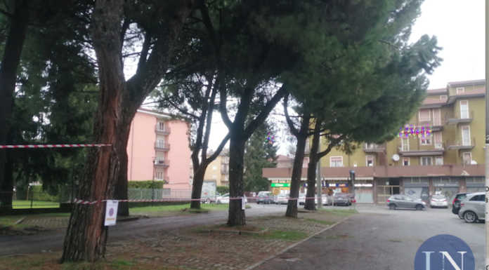 Cambia Merate interroga sui pini da abbattere in viale Verdi davanti all’asilo Pini marittimi viale Verdi