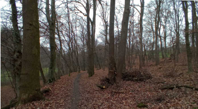 Il lupo nel Parco, la testimonianza di un runner: “Ho incrociato due volte uno strano lupoide”