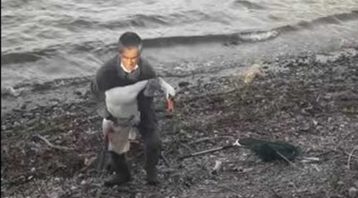 Garlate. Cigno ferito sulle rive del lago recuperato e portato dal veterinario Cigno ferito Garlate