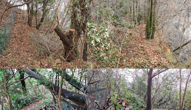 Chiuso: in via del Sarto, pulizia del verde e delle reti paramassi