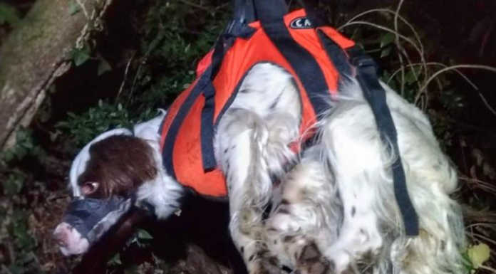 Mandello, cani finiscono nel dirupo: soccorsi, uno dei due non ce l’ha fatta