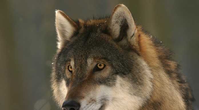 Parco del Curone: serata sul lupo con il guardiaparco Perin