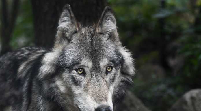 ‘Hello wolf’, a Villa Bertartelli una serata dedicata al lupo con il WWF