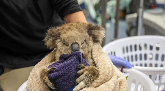 Incendi in Australia, dal WWF Lecco una donazione di duemila euro incendi australia-koala-bende