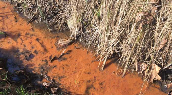 Liquami nei canali della riserva del lago di Sartirana: “Arpa intervenga”