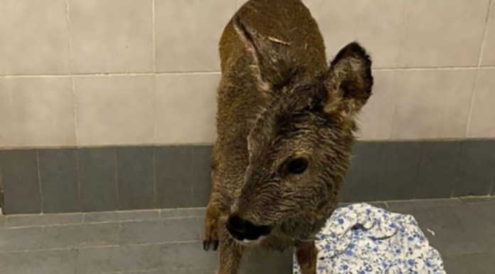 Mandello. Salvato cucciolo di capriolo, ferito dai morsi dei cani capriolo mandello