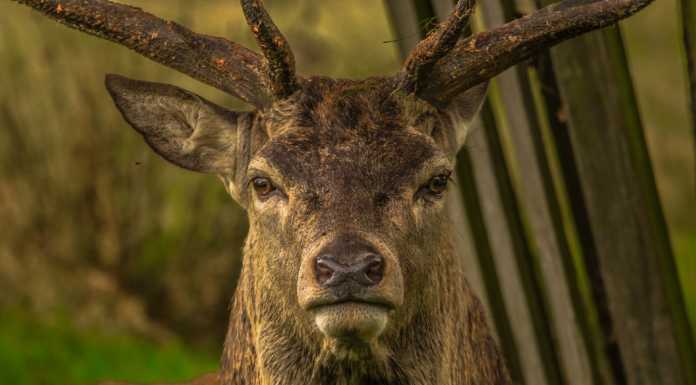 Pian di Spagna: troppi cervi. Presentato il piano di gestione nella Riserva Naturale Cervo