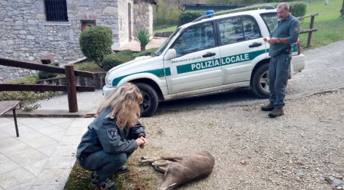 Soccorso fauna selvatica in difficoltà, circa 800 interventi nel 2020 capriolo soccorso ferito agli arti