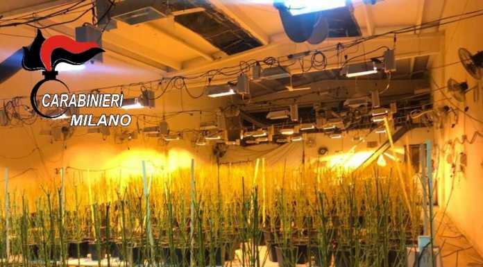 Milano, sequestrate 950 piante di marijuana. La serra in un capannone