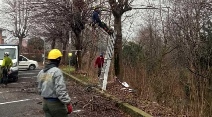 Valgreghentino. Dopo il censimento, le prime azioni per la cura delle piante tree climbing valgreghentino