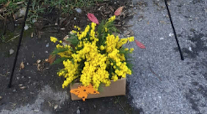 Monticello, un rametto di mimosa in dono alle donne nelle vie del paese
