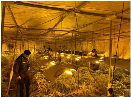 Sequestrata una piantagione di marijuana nel comasco, due arresti