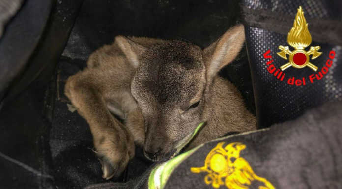 Cucciolo di muflone si incastra nella rete paramassi, liberato dai Vigili del Fuoco
