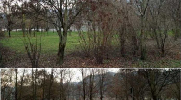 Calolzio. Taglio arbusti al parco di viale De Gasperi: “Non verrà rimossa alcuna pianta di pregio”