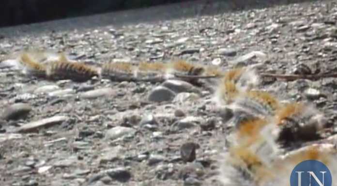 Processionaria: nidi tra le via Stelvio e Pradello e sotto il Medale, fate attenzione