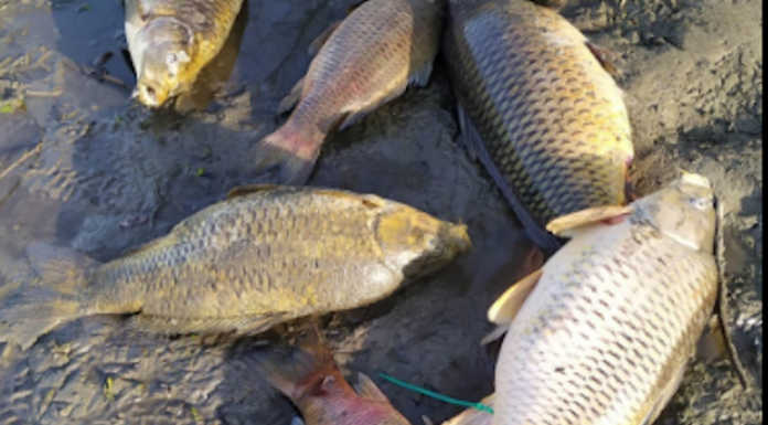 Stoppate di Brivio, dopo la moria di pesci anticipati i lavori di rifornimento idrico