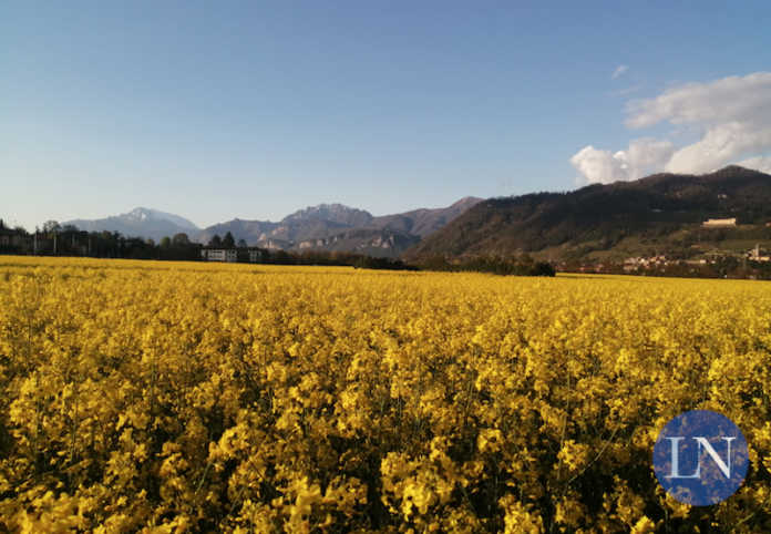Imbersago_aprile_2021_campi_colza