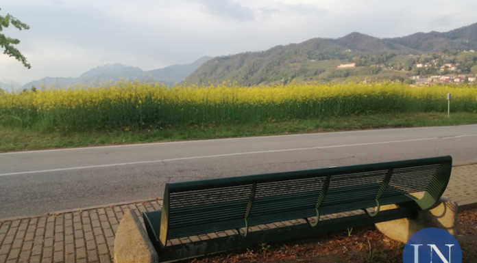 Imbersago, panchina con vista… colza per ammirare lo spettacolo dei campi gialli