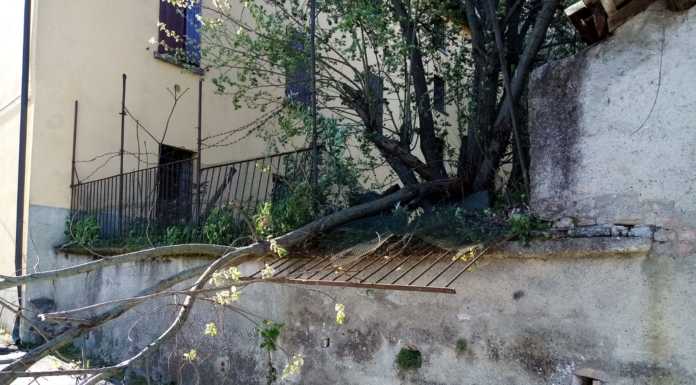 Nibionno, le raffiche di vento abbattono una pianta in località Cibrone