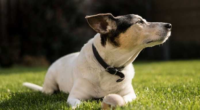 Parco del Curone. Cane morto per sospetto avvelenamento: indagini in corso