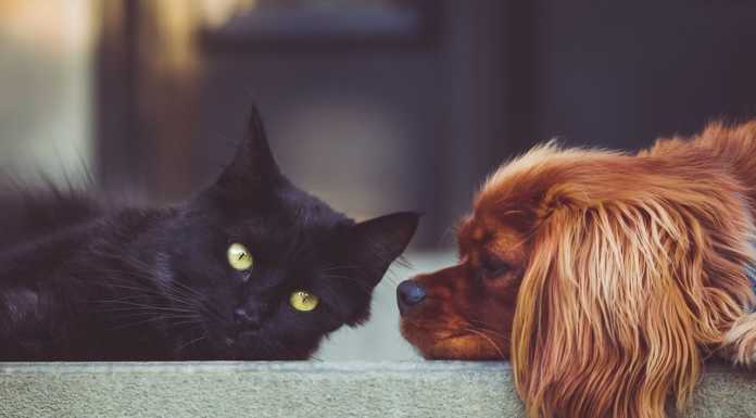 Ambientalmente Lecco: “Attenzione verso gli animali tema centrale del nostro impegno”