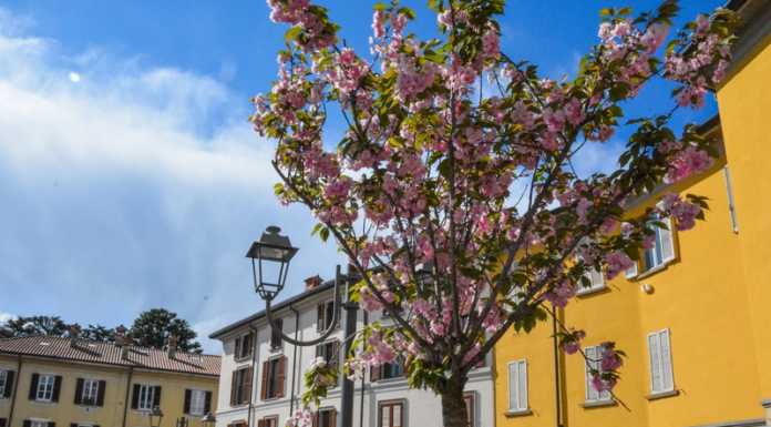Oggiono, si tagliano i ciliegi della piazza. “Erano in sofferenza”