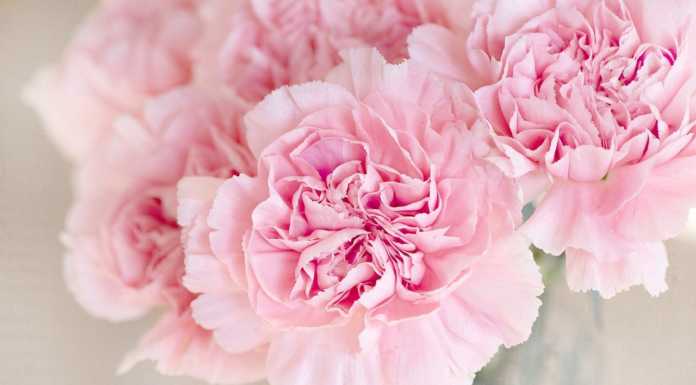 Confartigianato: corso di decorazioni floreali in un webinar gratuito