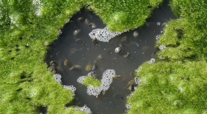 I girini dell’Alpe Mus’cera: il video tra natura e scienza del fotografo Lanfranchi