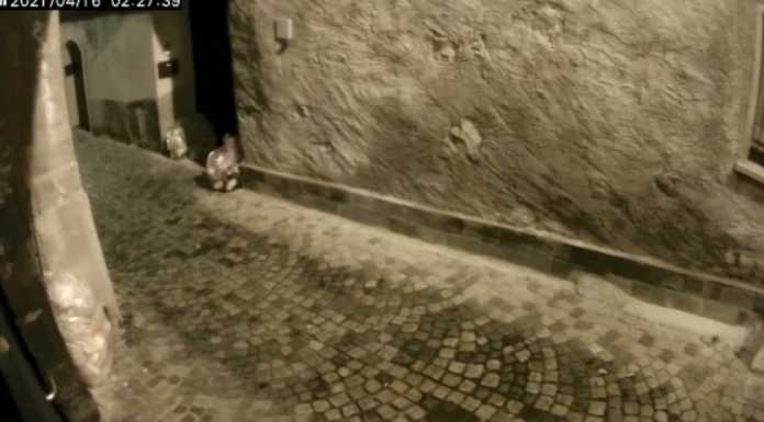 Volpe alla ricerca di cibo a spasso in centro Maggianico, l’incursione immortalata da una telecamera